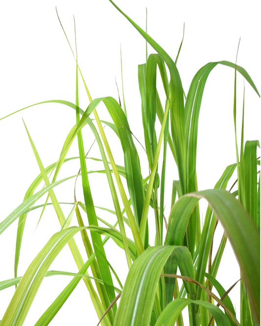 Miscanthus sinensis 'Purpurascens' - Perennials