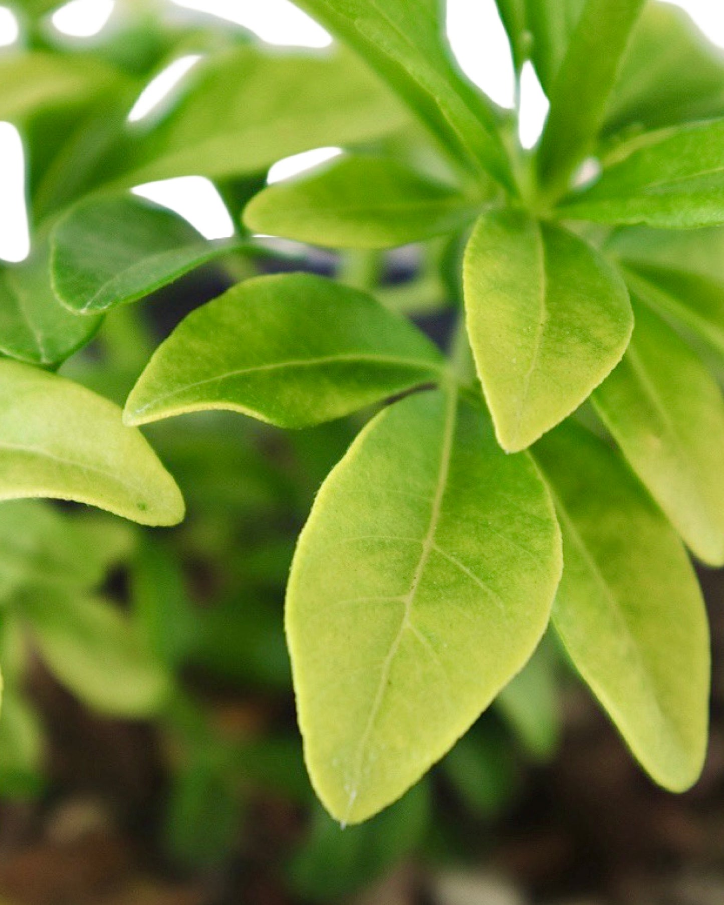 Choisya ternata 'Sundance' - Shrubs