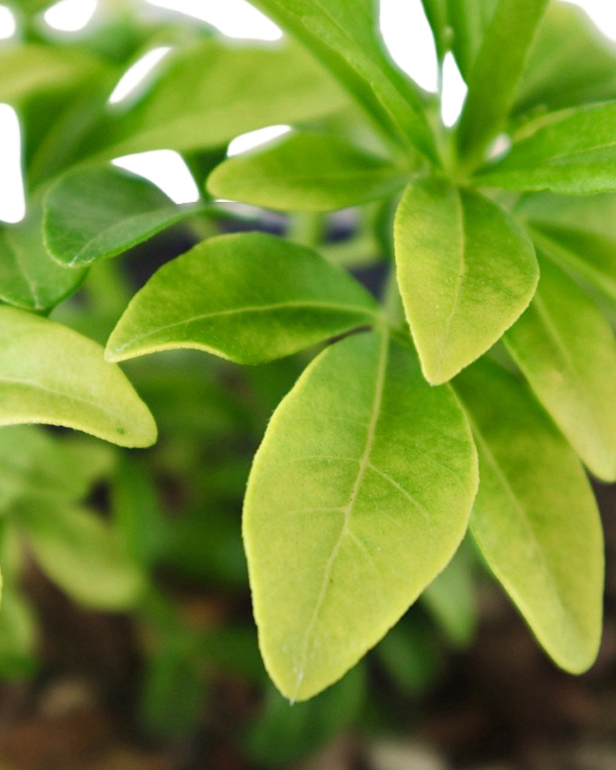 Choisya ternata 'Sundance' - Shrubs