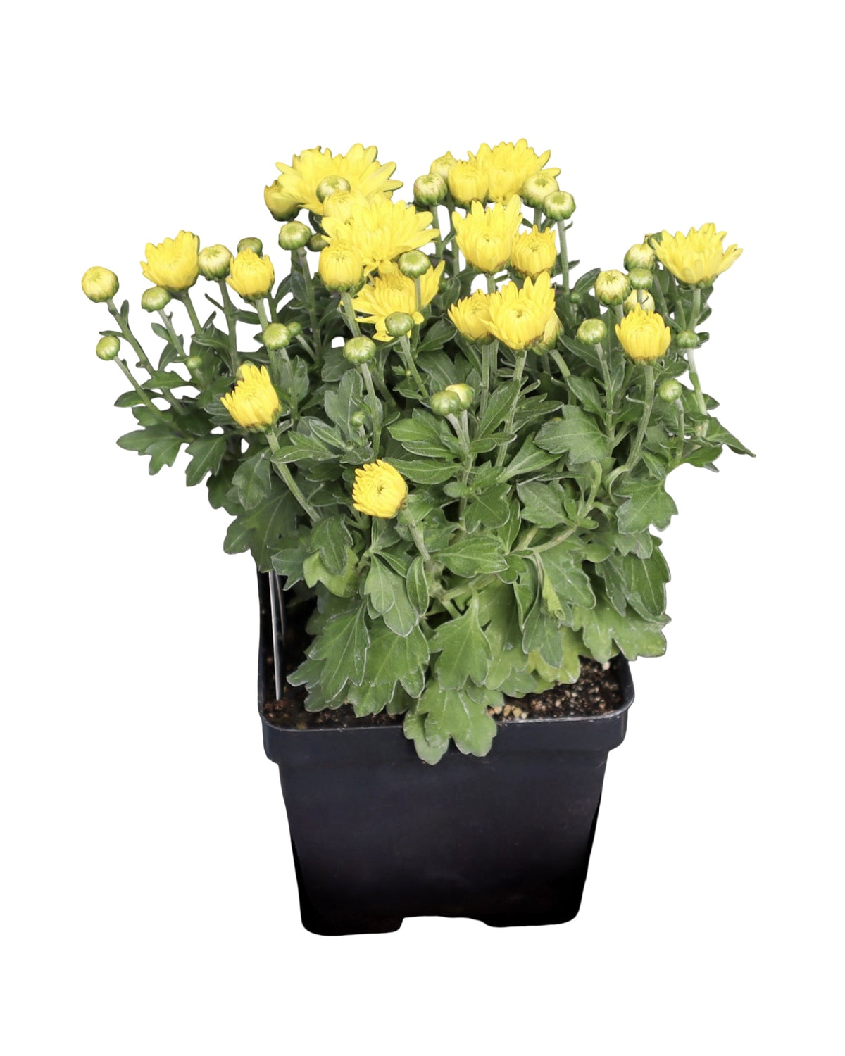 Garden Mum - Seasonal Plant