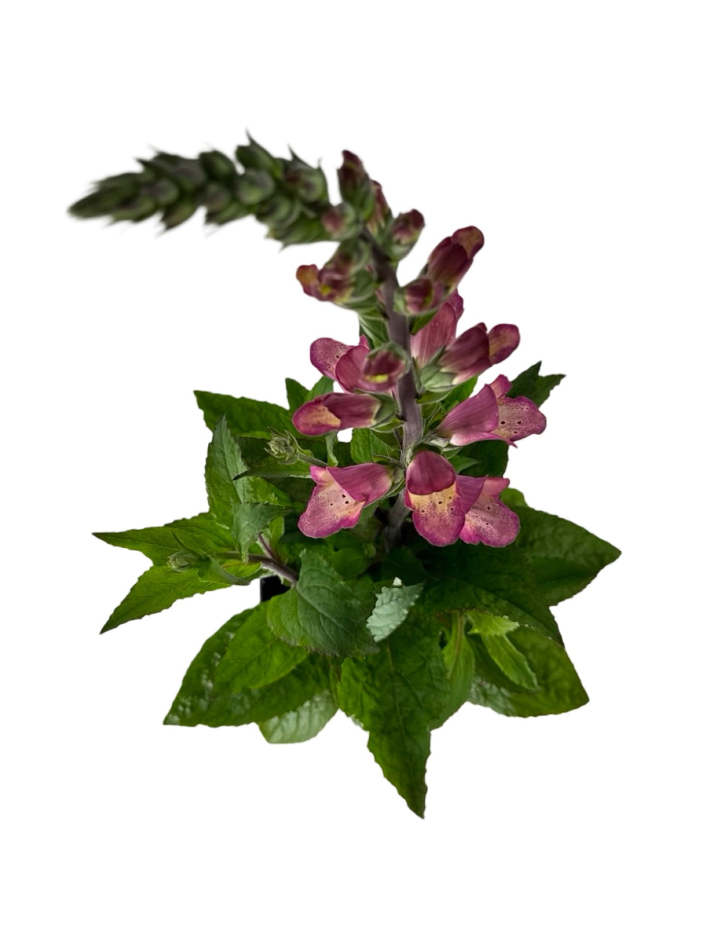 Digiplexis 'Berry Canary' - Perennials