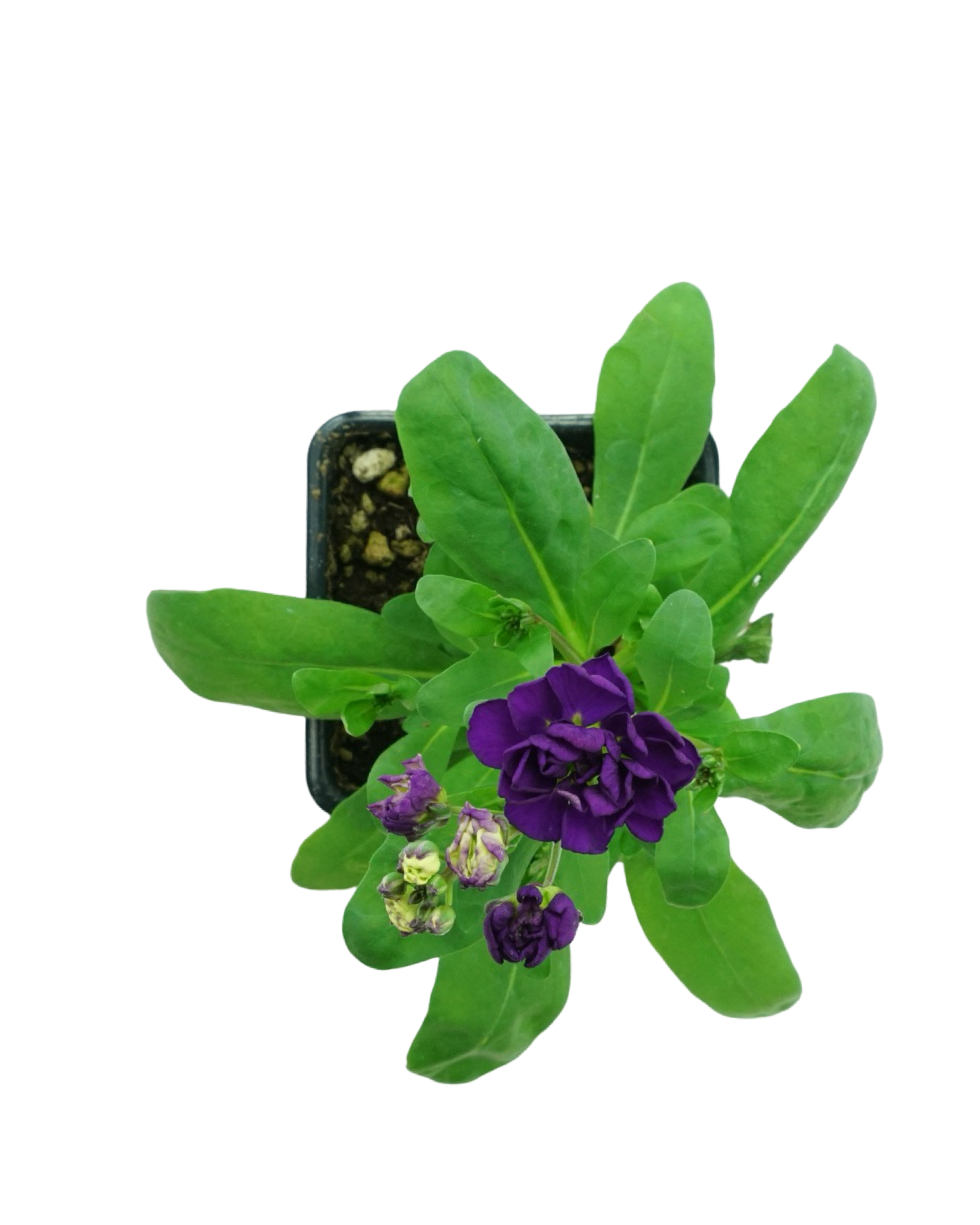 Stock Harmony Mix - Annuals