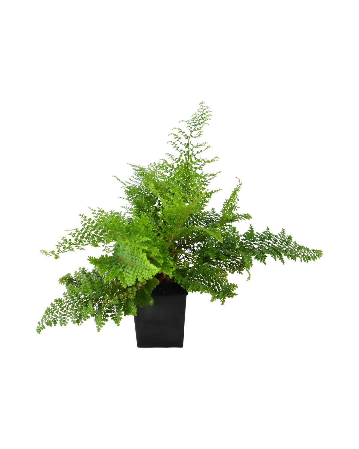 Polystichum setiferum 'Plumosum Densum' - Perennials