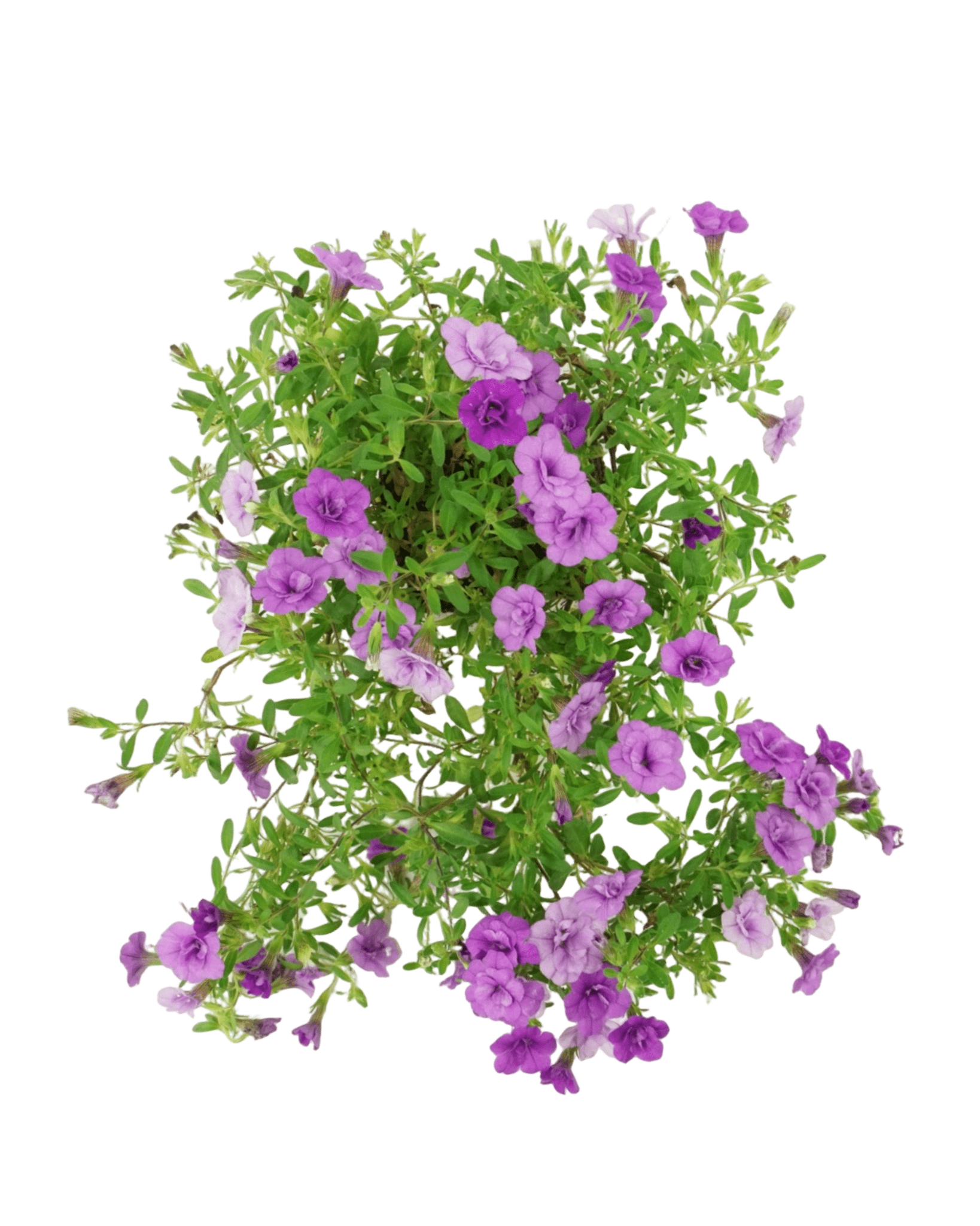 Calibrachoa 'Minifamous Double Amethyst' - The Garden Corner