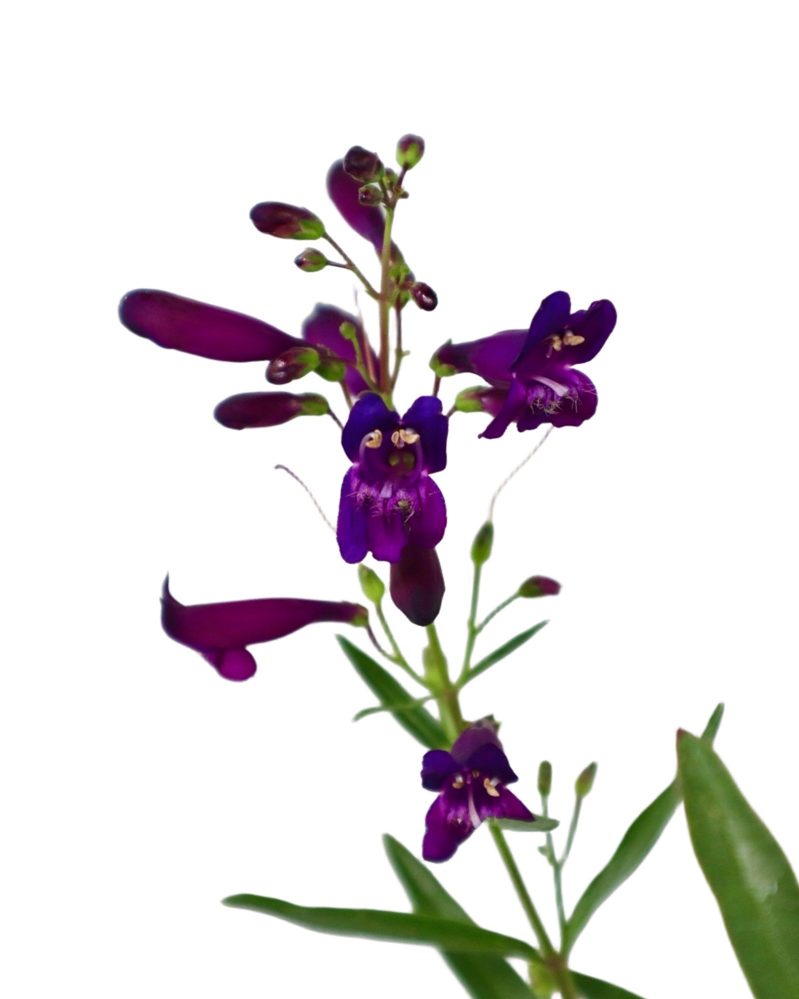 Penstemon 'Pristine Nightshade' - Perennials