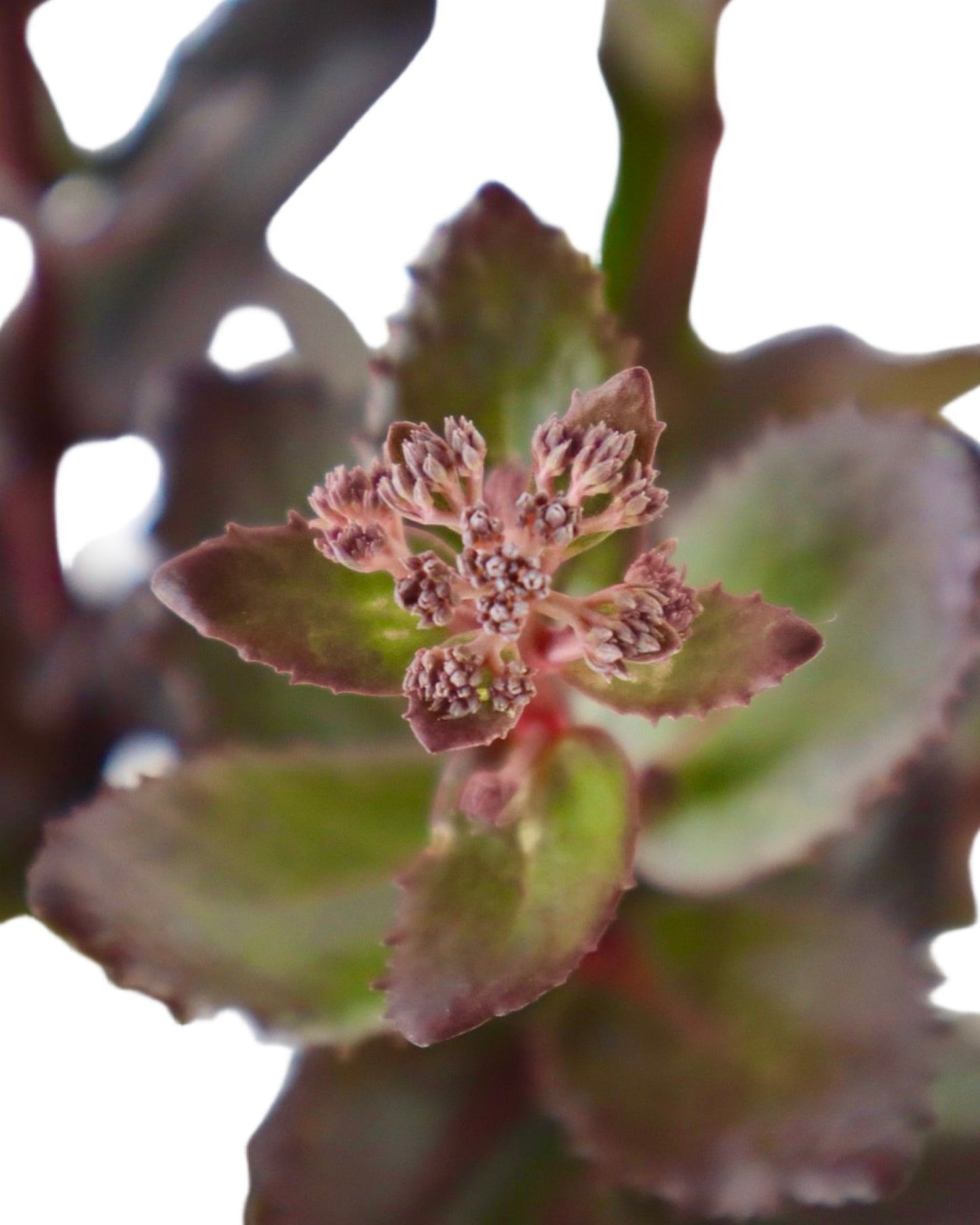 Sedum 'Candy Chocolate Drop' - Perennials
