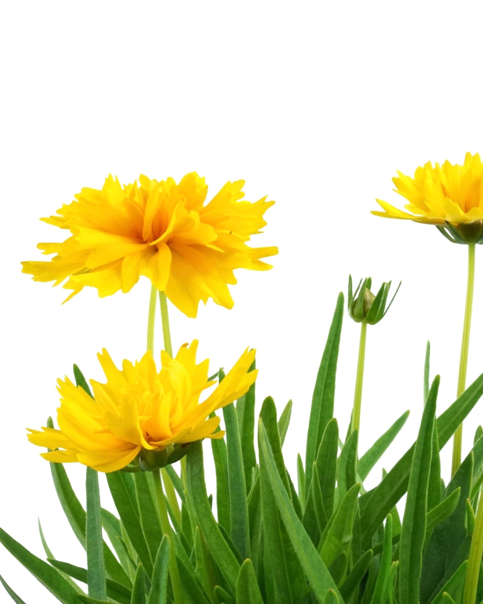 Coreopsis 'Double the Sun' - The Garden Corner