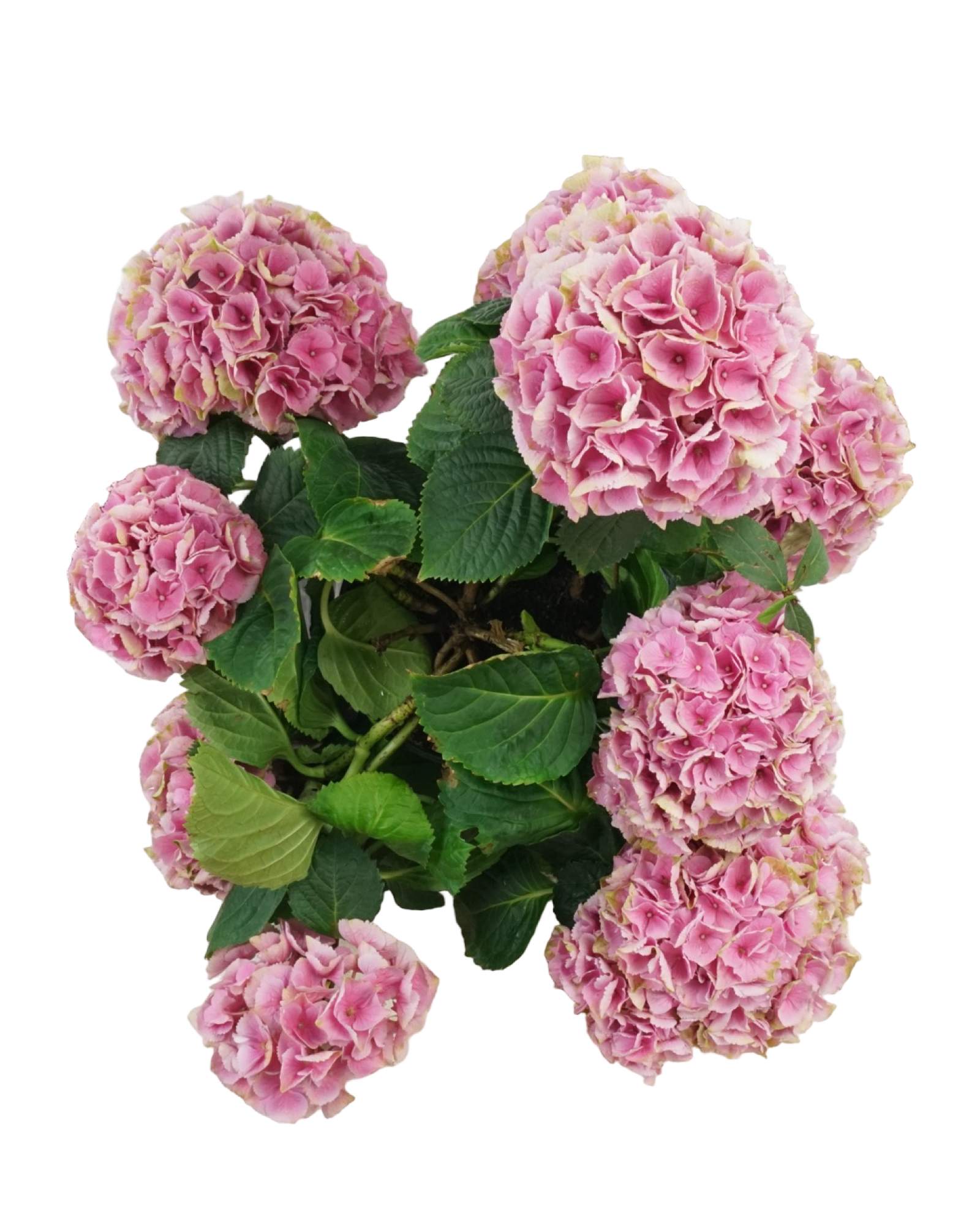 Hydrangea macrophylla assorted - Shrubs