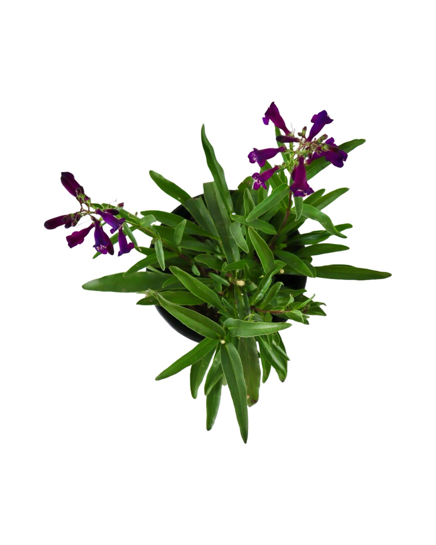 Penstemon 'Pristine Nightshade' - Perennials