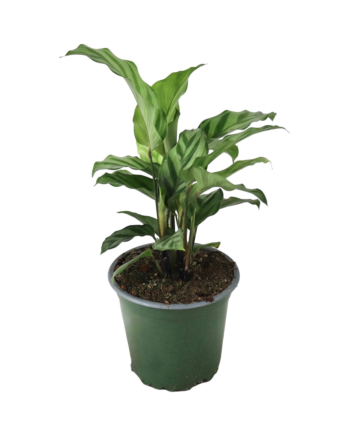 Calathea veitchiona - House Plants