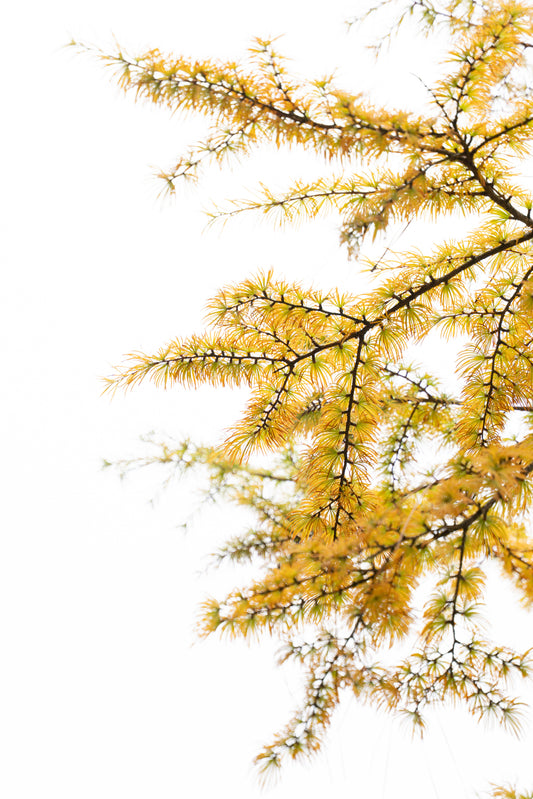 Larix kaempferi 'Pendula' 10 Gallon - Trees