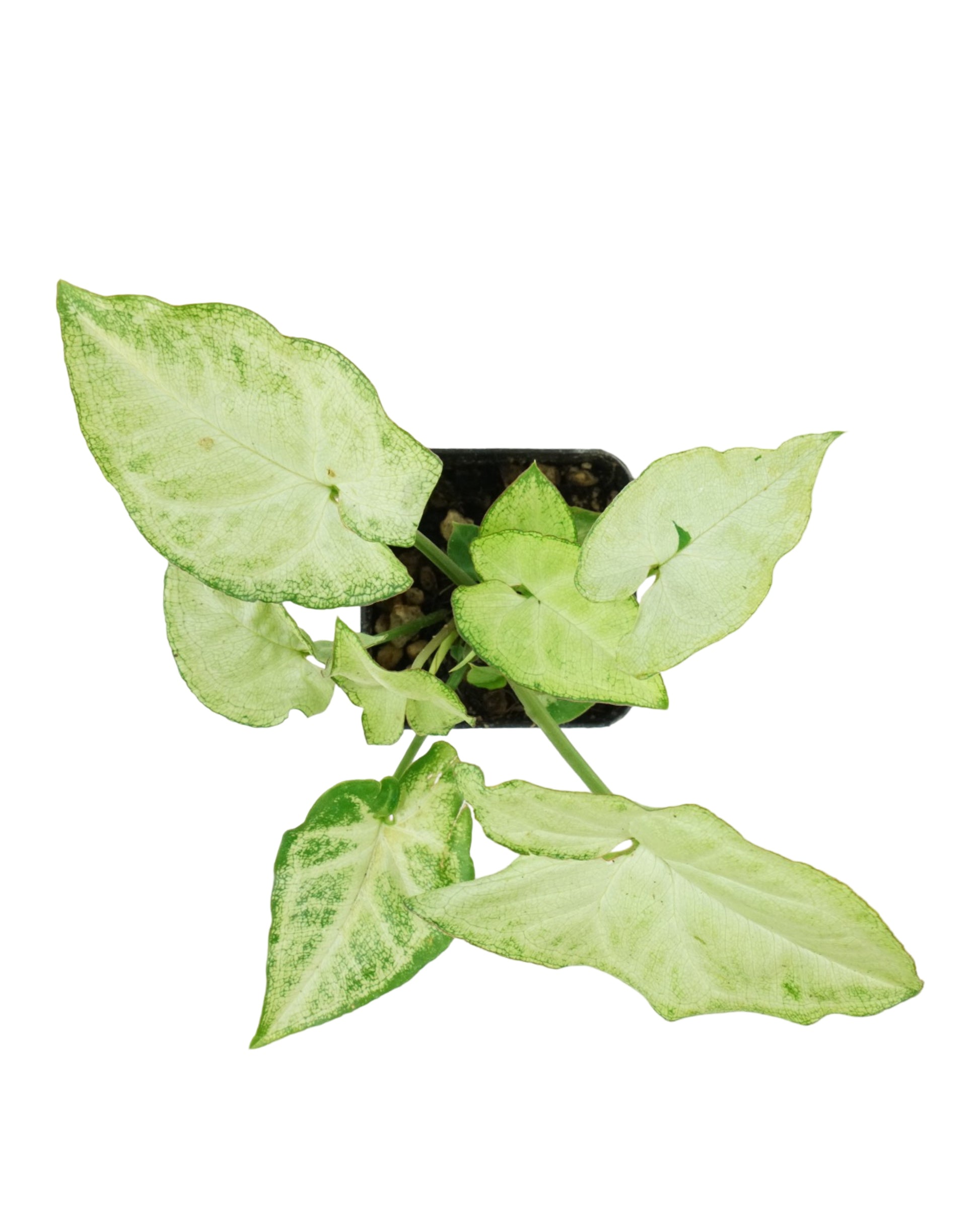 Syngonium podophyllum 'White Butterfly' - House Plants