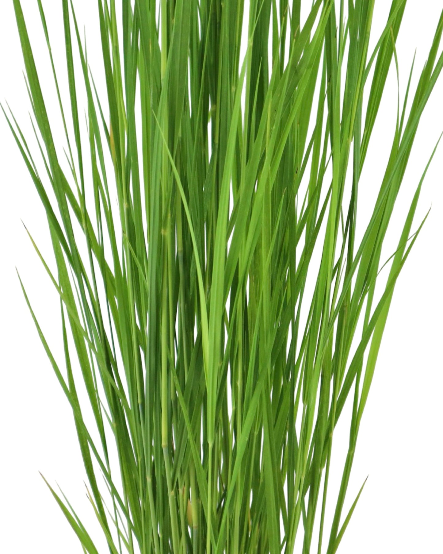 Panicum virgatum 'Northwind' - Perennials