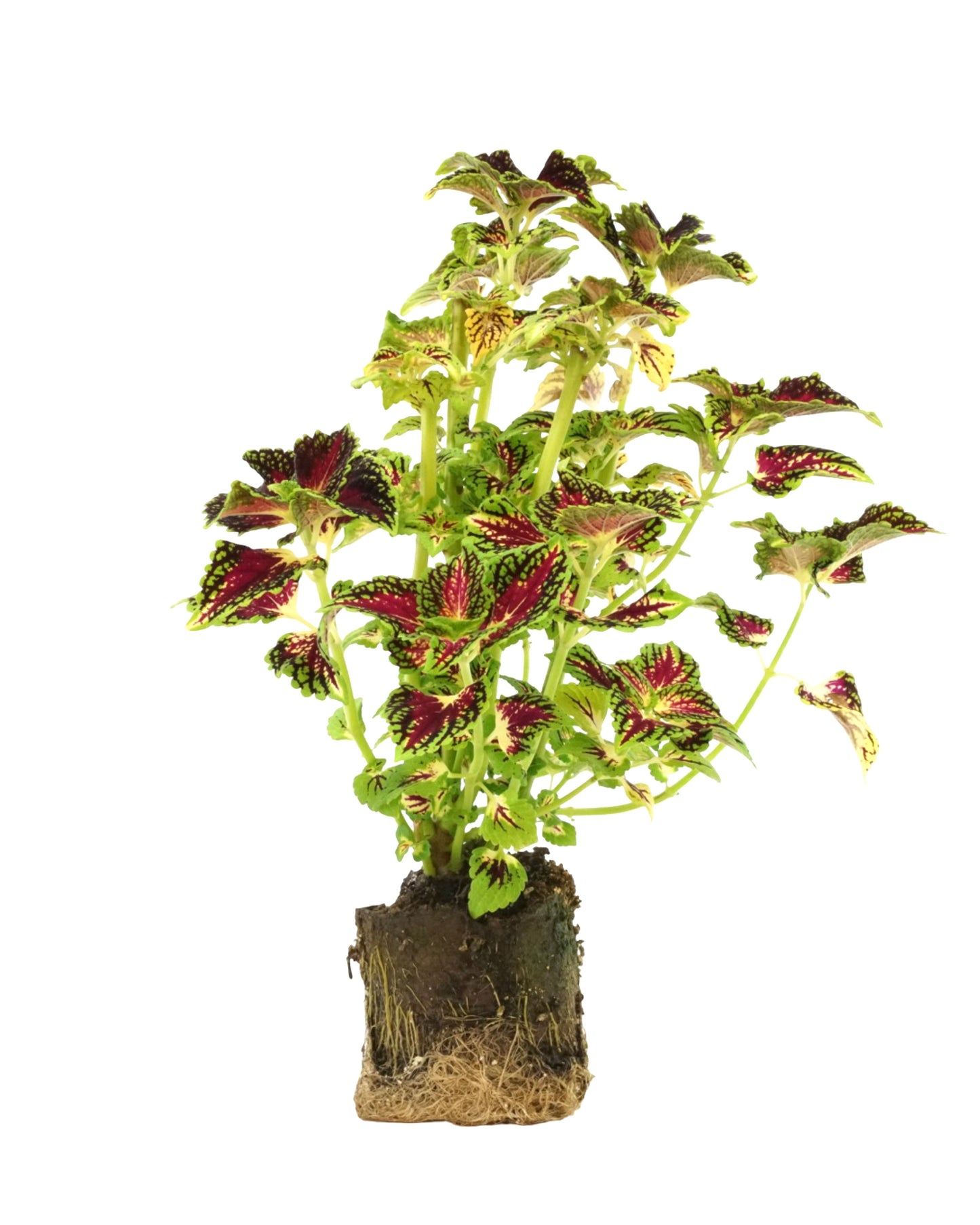 Coleus 'La Rambla' 4 Inch - Annuals