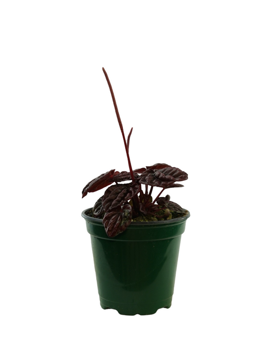 Peperomia 'Raisinet'