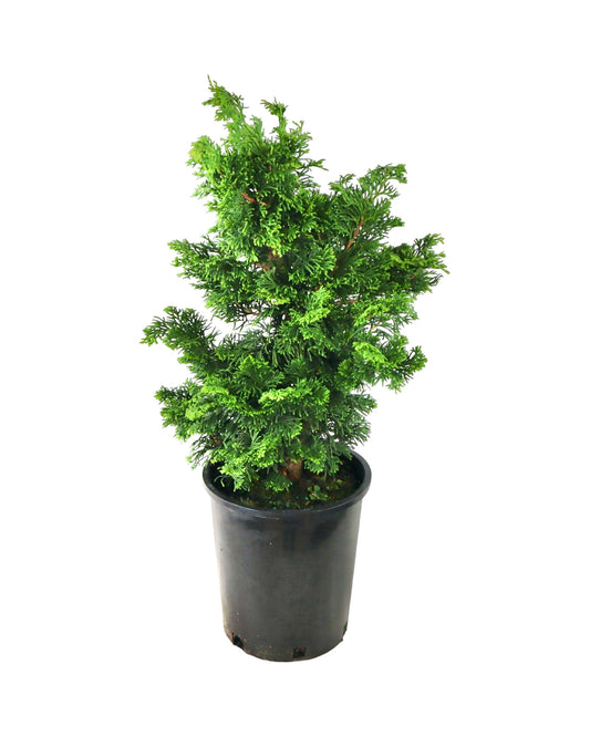 Chamaecyparis obtusa Iseli® 'Green' - Trees