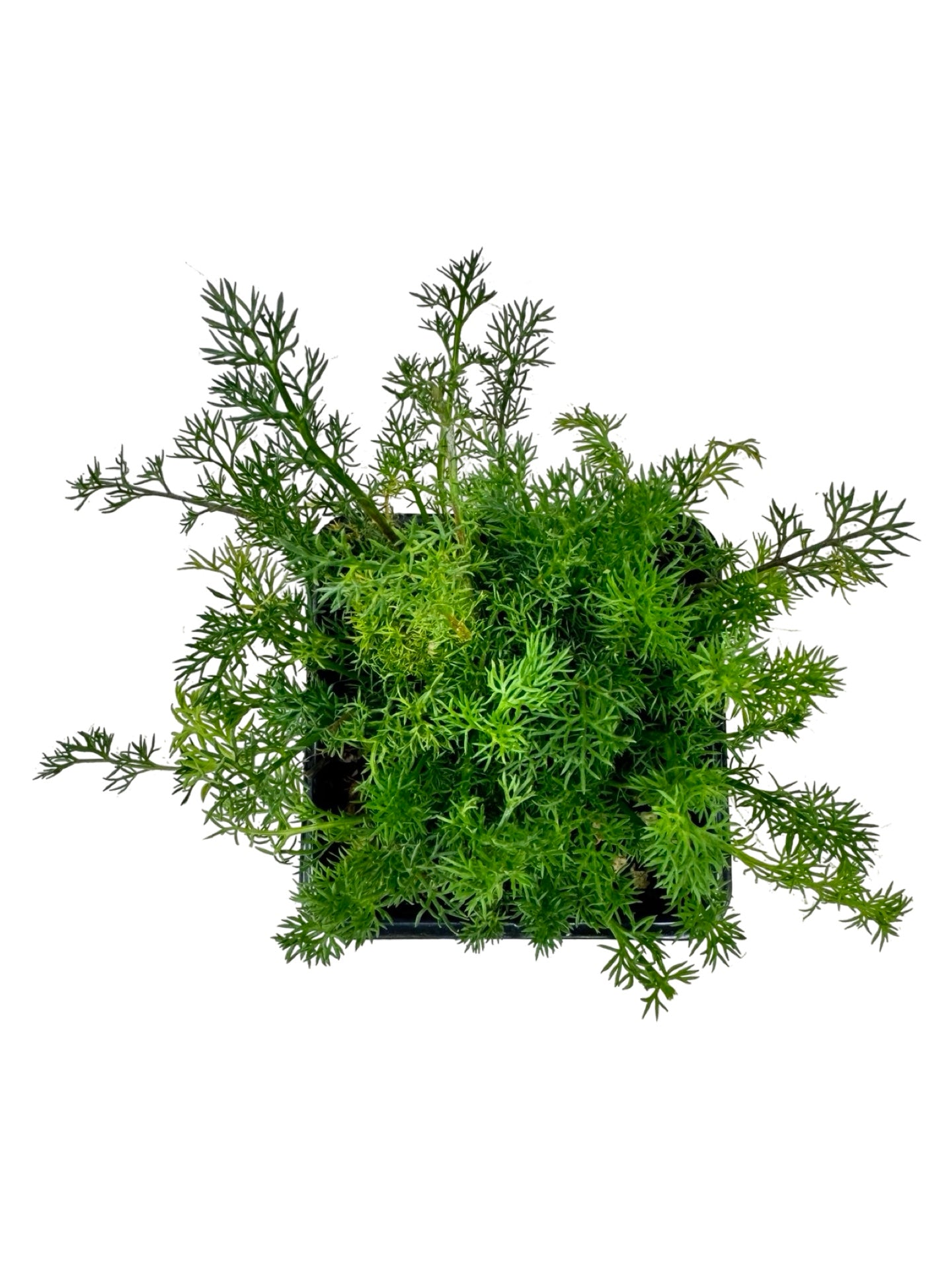 German Chamomile - Herbs and Vegetables