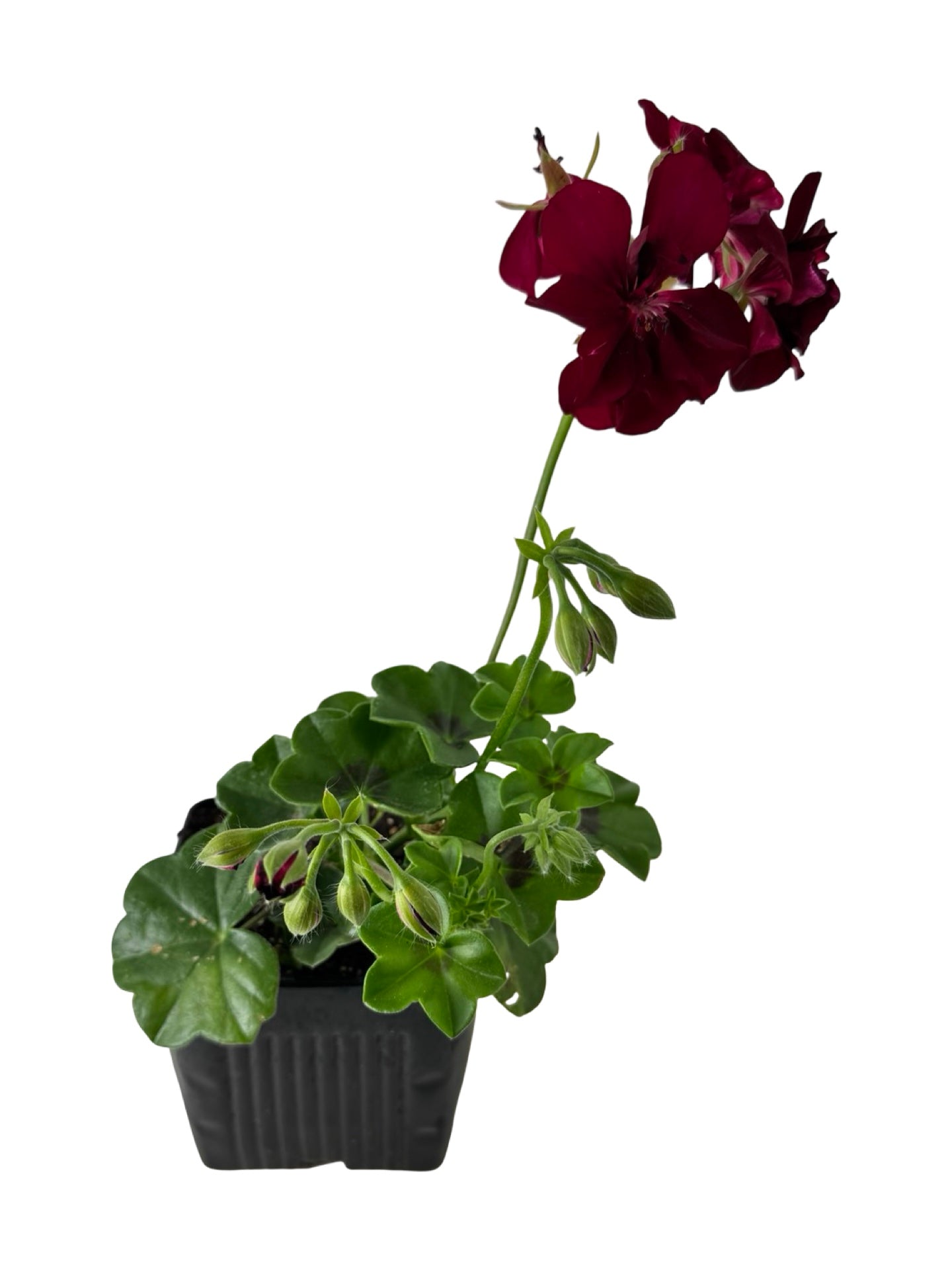 Ivy Geranium Ivy League® 'Burgundy' - Annuals