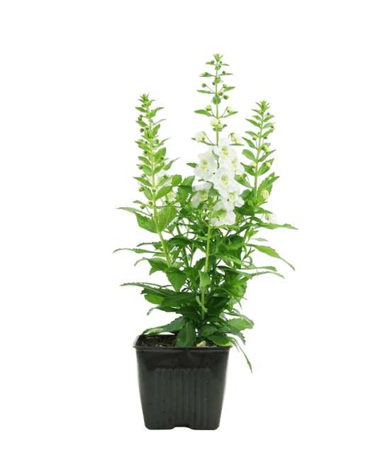 Angelonia 'Archangel' - The Garden Corner