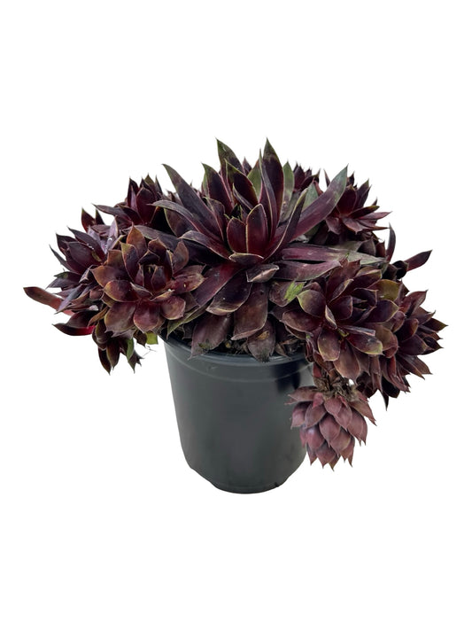 Sempervivum 'Chick Charm Cranberry Cocktail' - Groundcovers