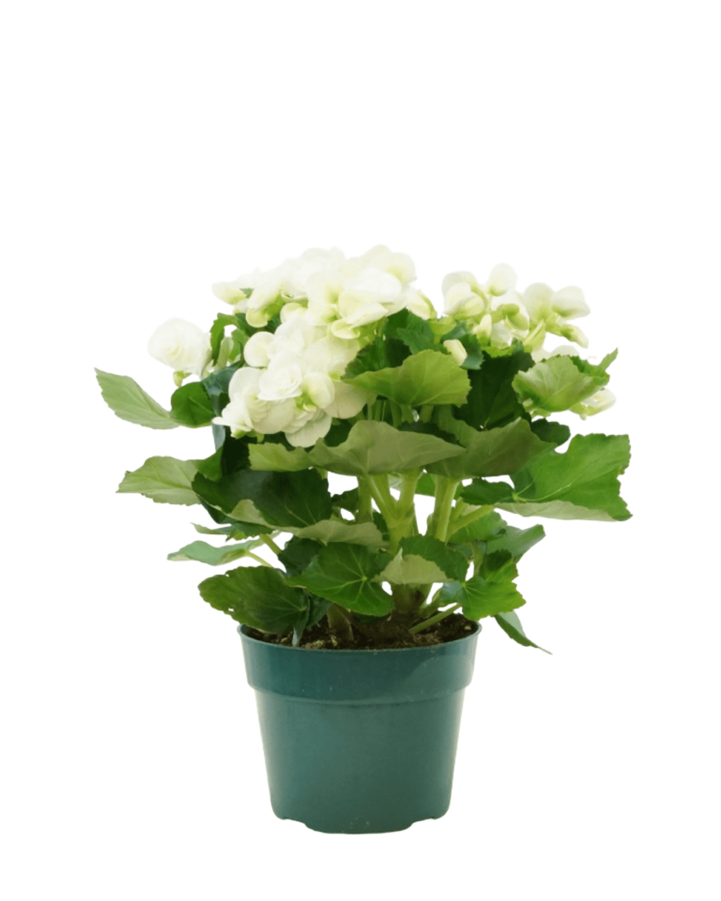 Begonia x hiemalis - The Garden Corner