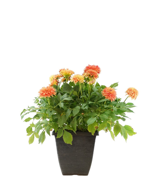 Dahlia LaBella® 'Maggiore Fun Flame' - The Garden Corner