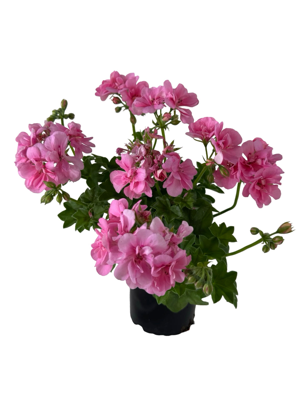 Ivy Geranium 'Precision Pink' - Annuals