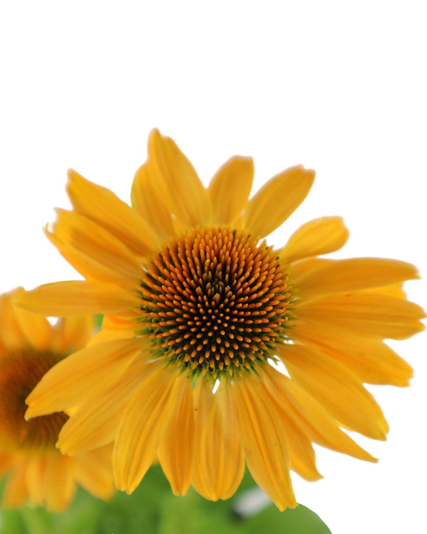 Echinacea SunMagic® Vintage Mango - Perennials
