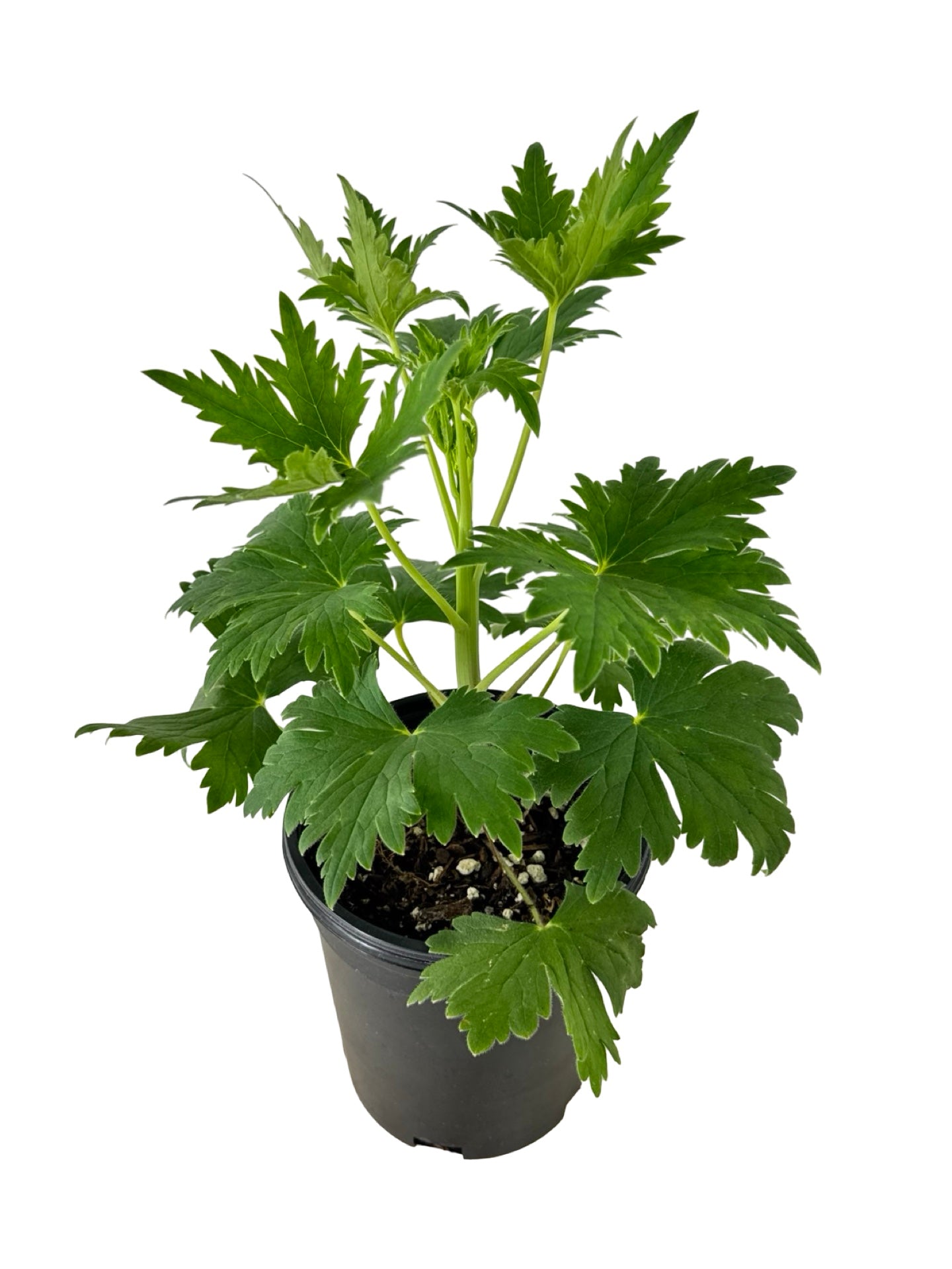 Delphinium Pacific Giants 'Black Knight' - Perennials
