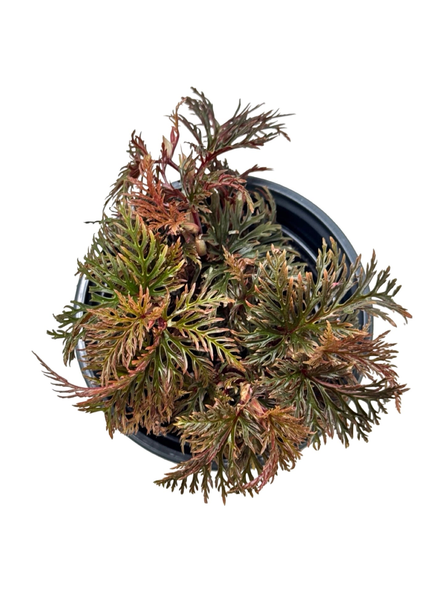 Begonia bipinnatifida - House Plants