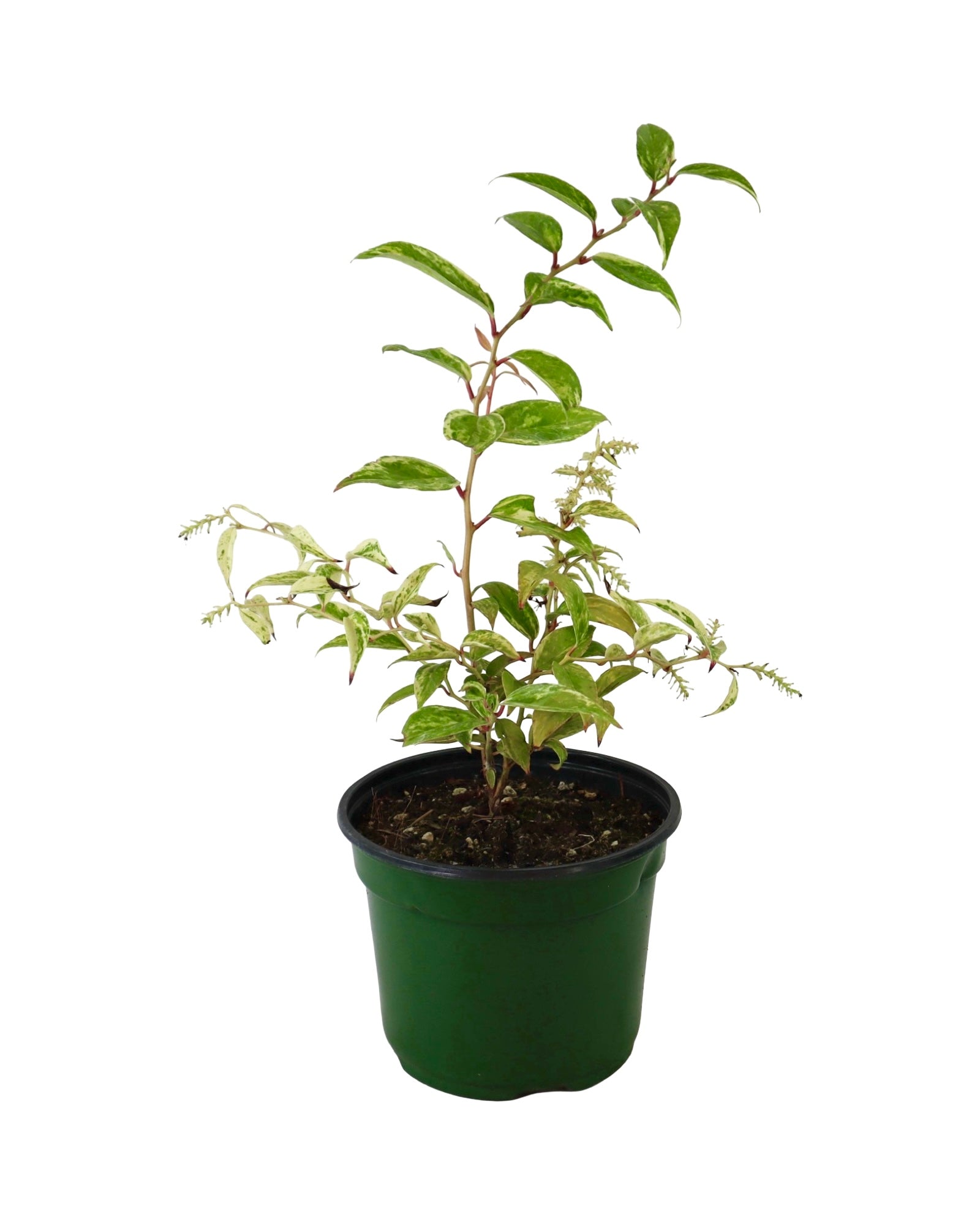 Leucothoe fontanesiana 'Rainbow Improved' - Shrubs
