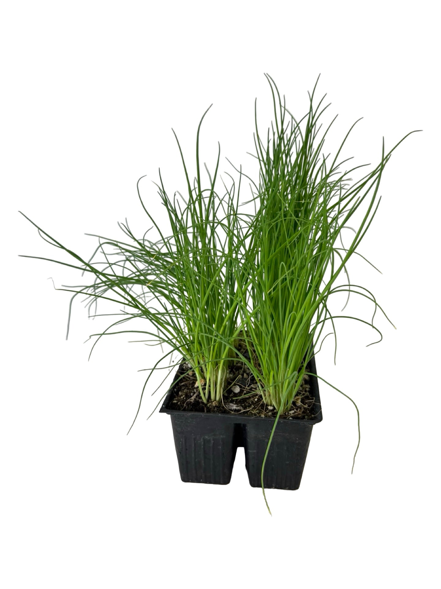 Bunching Onion 'Parade' Organic - Herbs and Vegetables