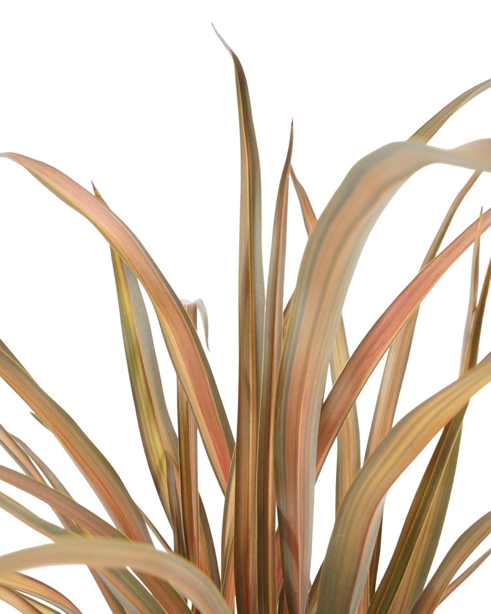 Phormium 'Pink Panther' - The Garden Corner