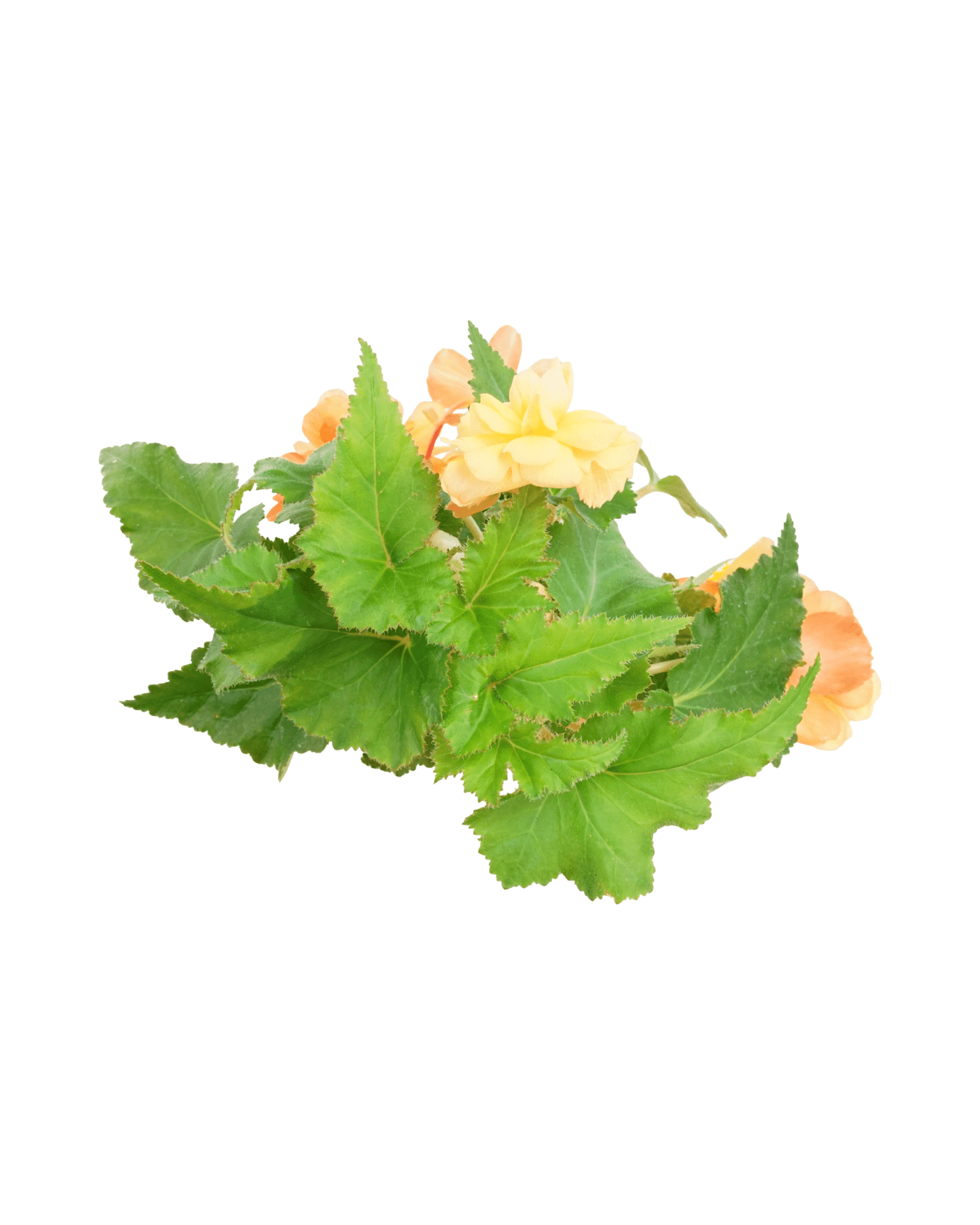 Begonia Illumination® 'Apricot' - The Garden Corner