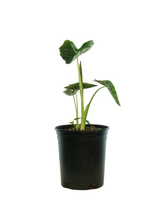 Colocasia esculenta 'Aloha'