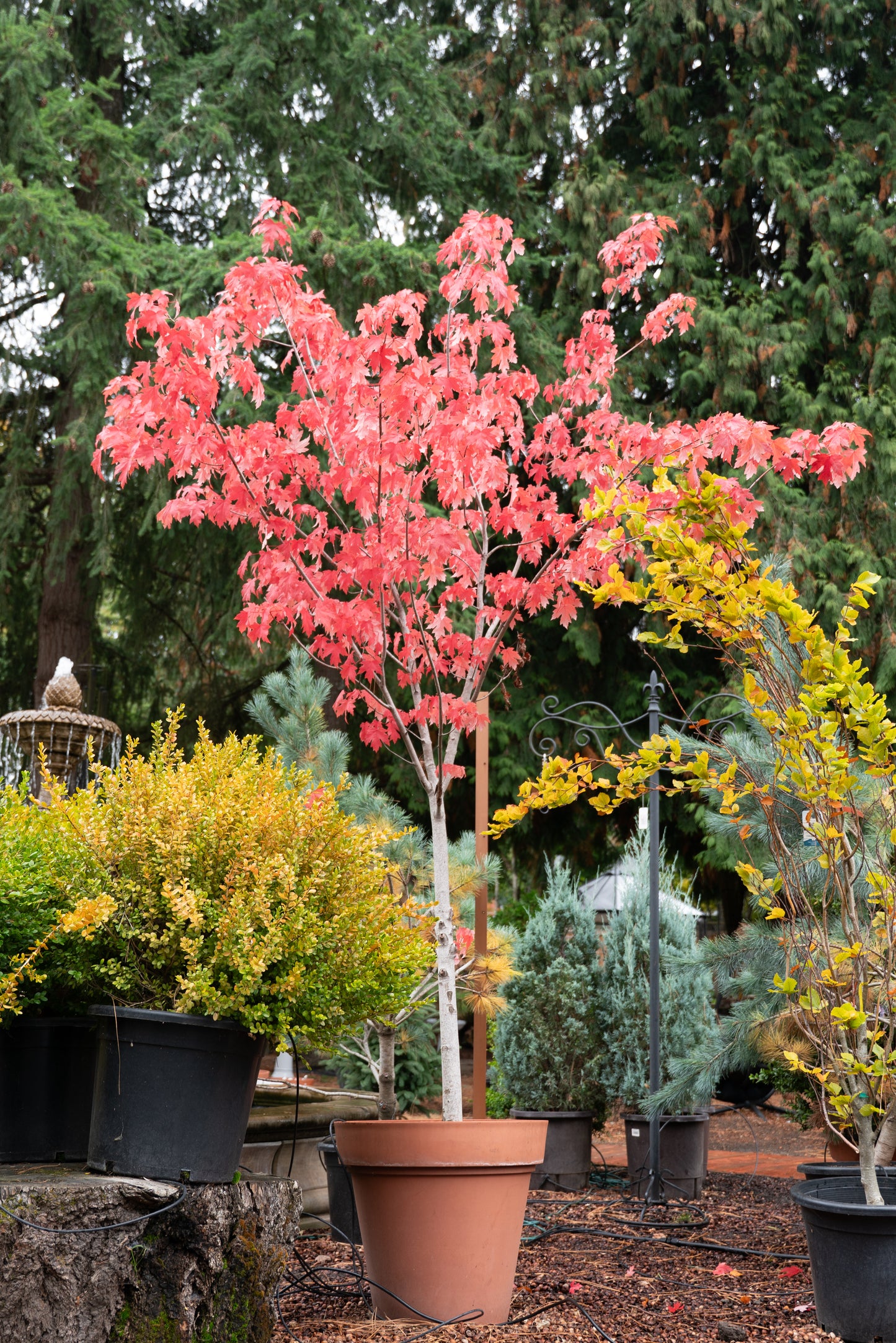 Acer freemanii Autumn Blaze 10 Gallon - Trees