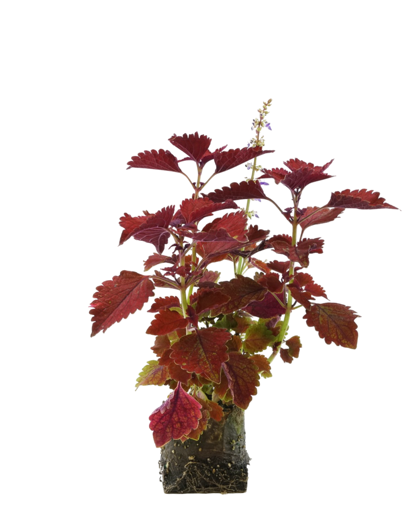 Coleus 'Wall Street' - Annuals