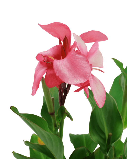 Canna 'Cannova Rose' - The Garden Corner