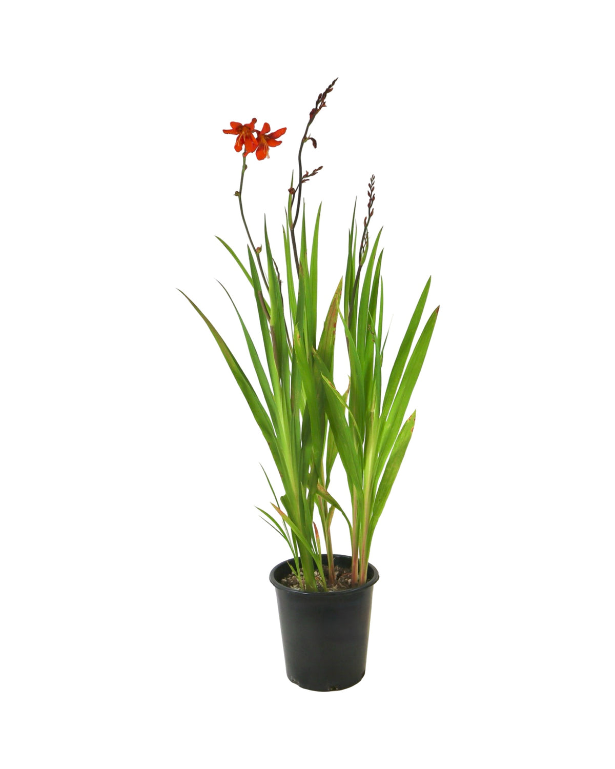Crocosmia 'Babylon' - Perennials