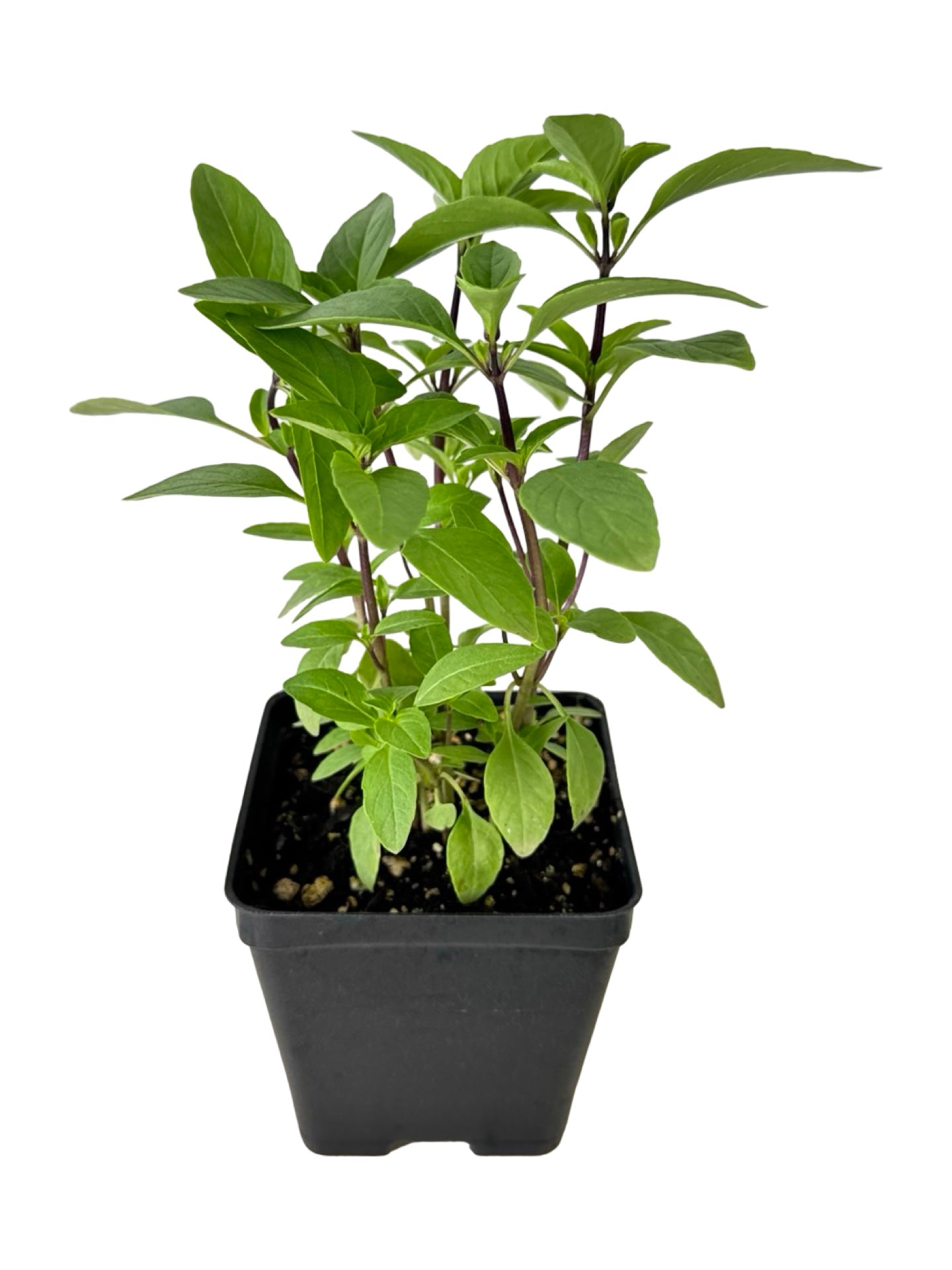 Basil Organic 'Thai' - Herbs and Vegetables