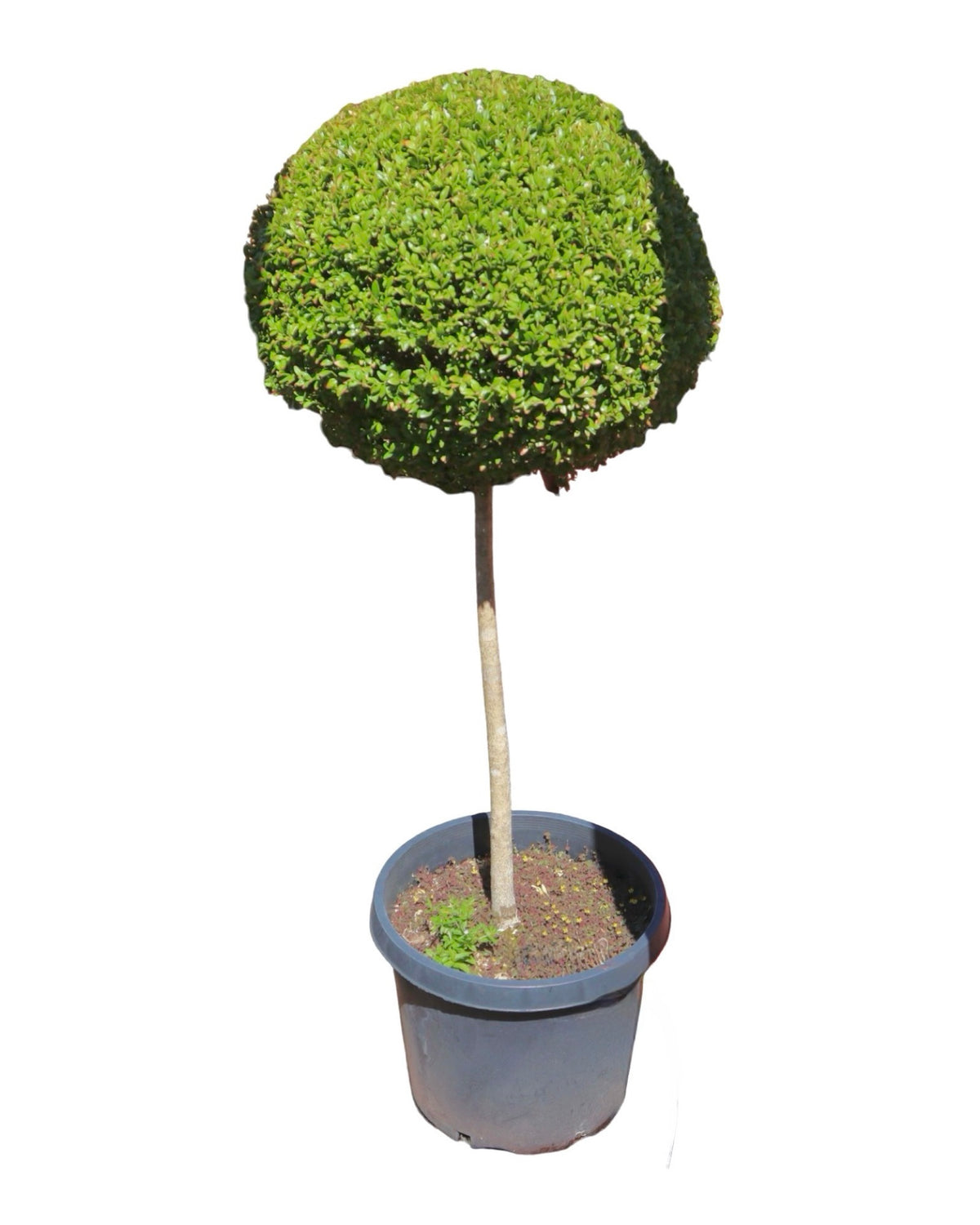 Buxus sempervirens Obelisk Topiary 36-42 Inch - Shrubs