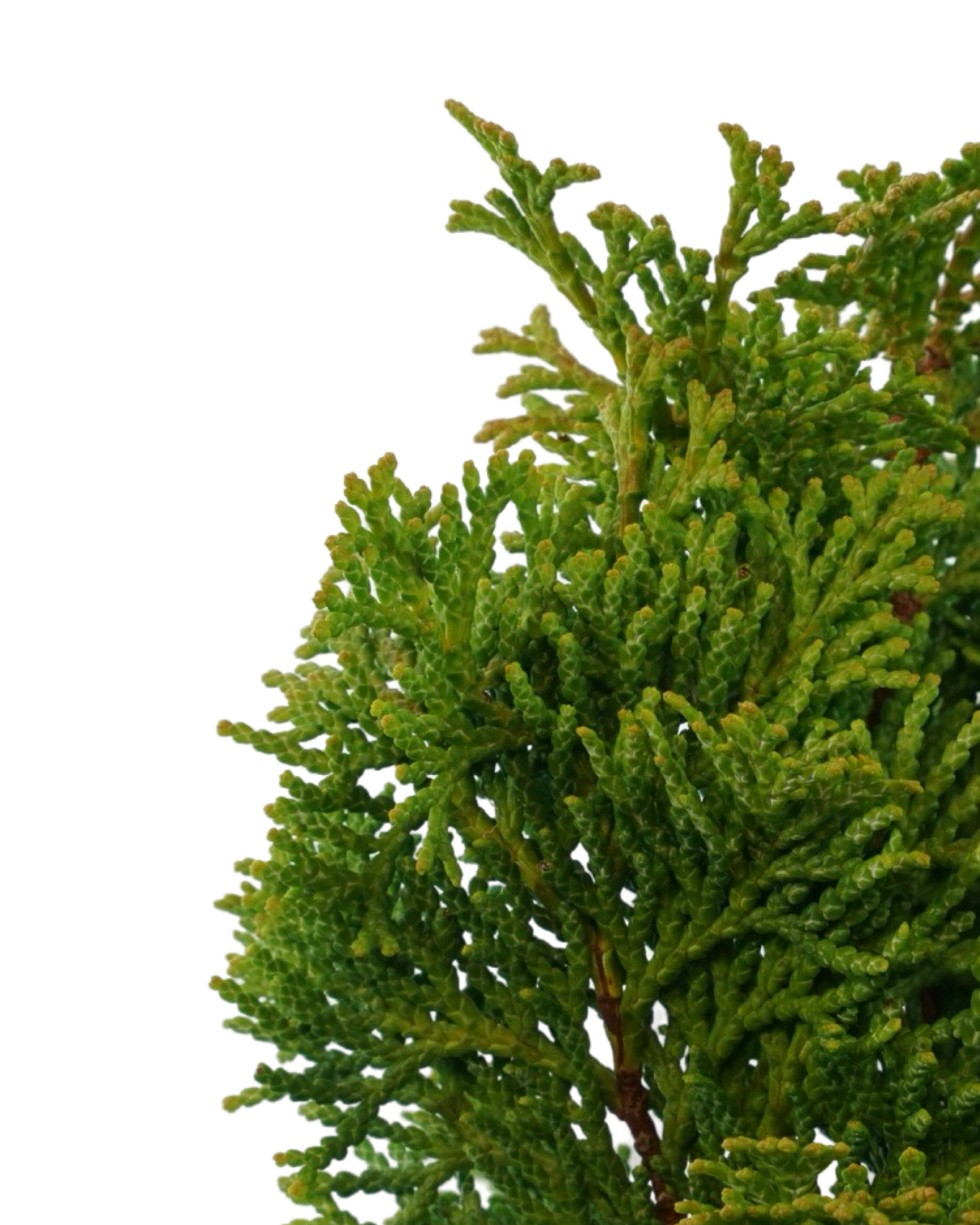 Chamaecyparis obtusa 'Tempelhof' Quart - Shrubs