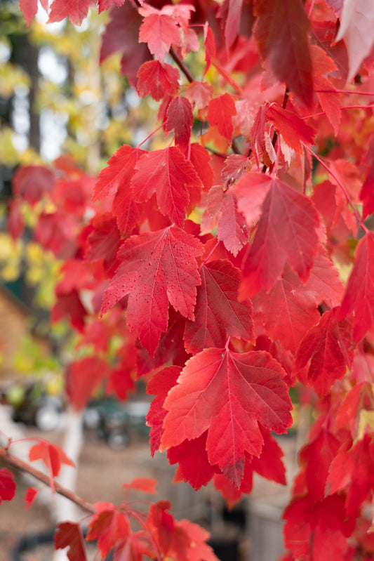 Acer rubrum 'October Glory' - Trees