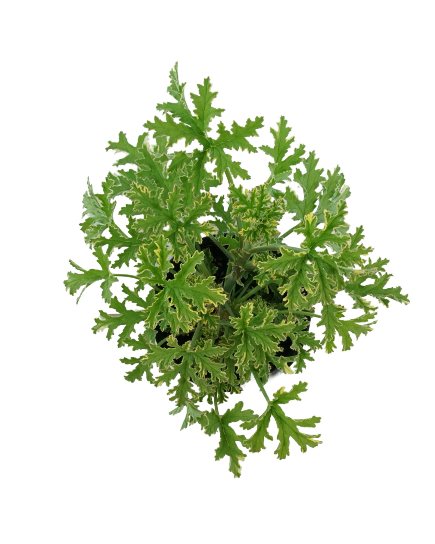 Pelargonium 'Lady Plymouth'