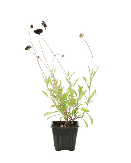Cosmos atrosanguineus