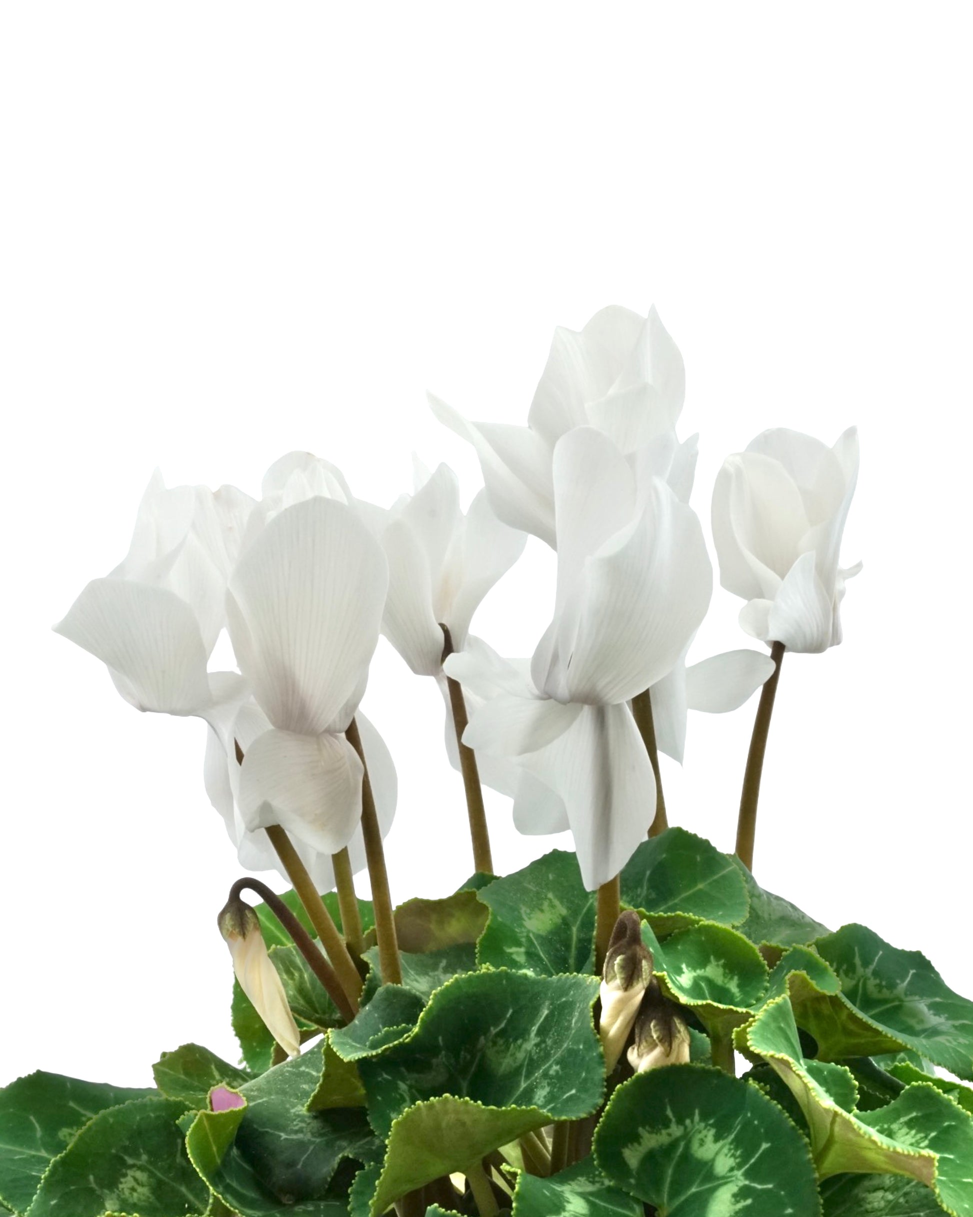 Cyclamen, Assorted - Annuals