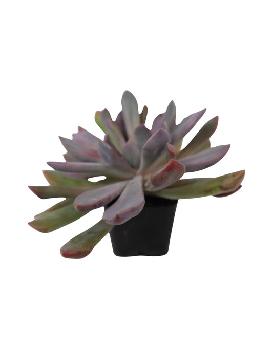 Echeveria runyonii 'Rose' - The Garden Corner