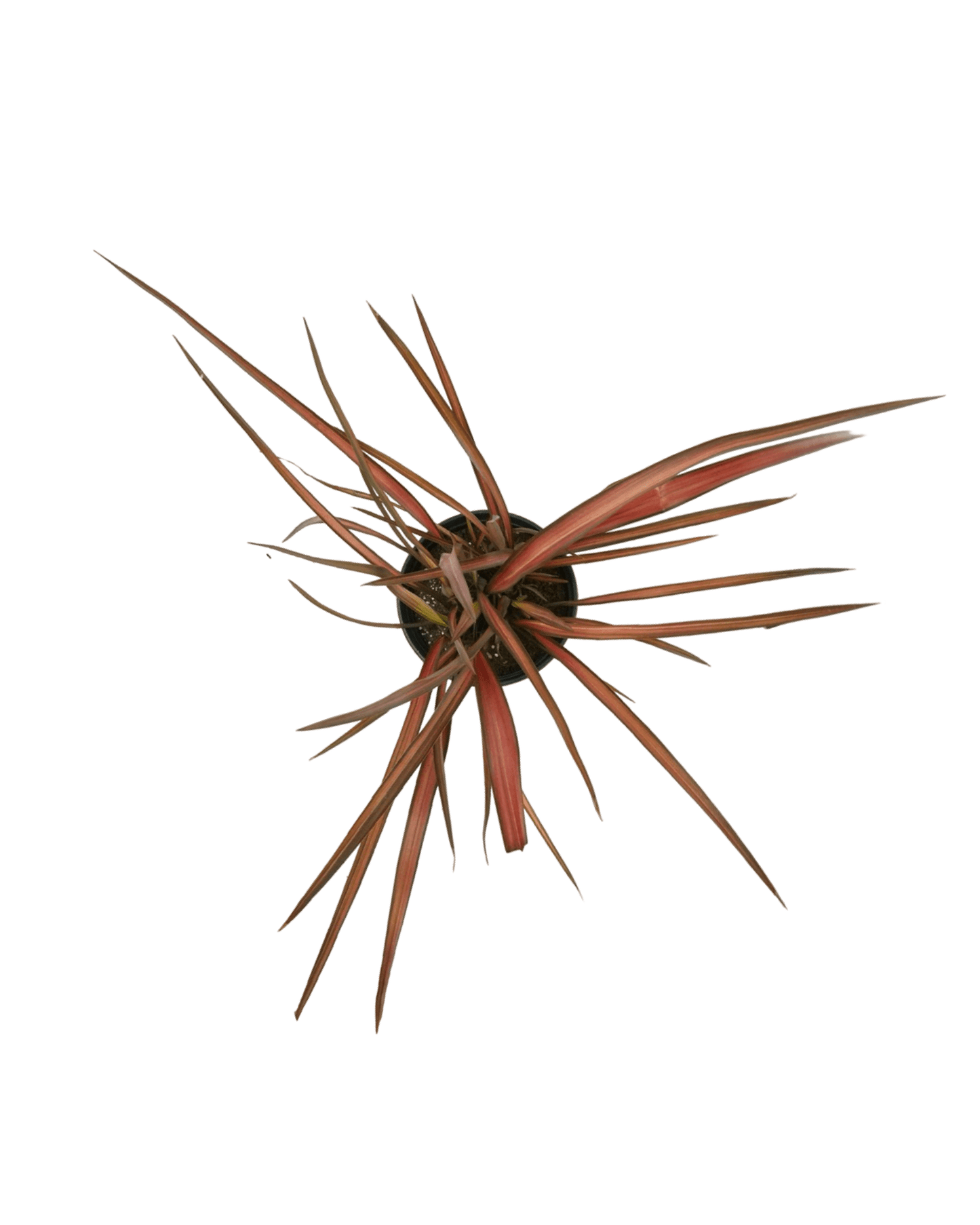 Phormium 'Evening Glow' - The Garden Corner