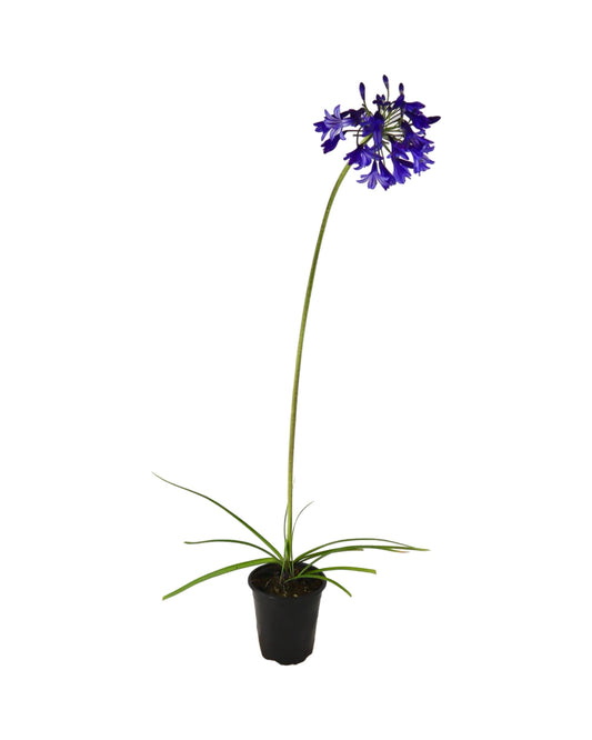 Agapanthus 'Northern Star' - Perennials