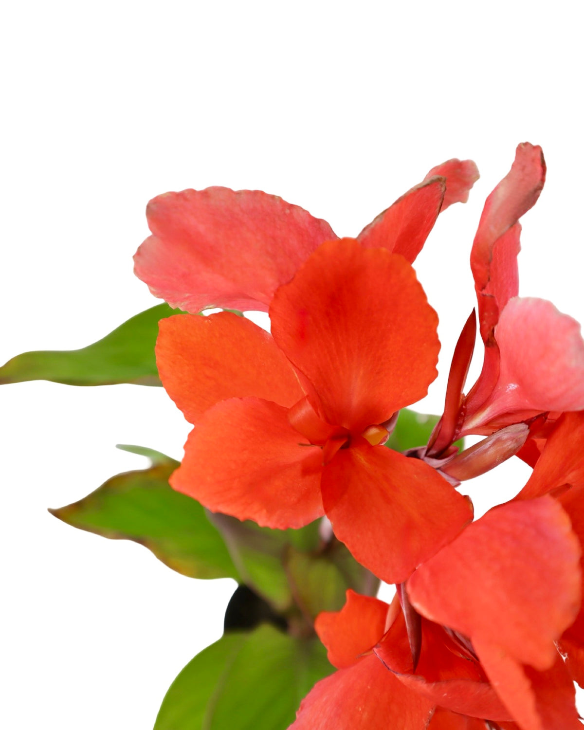 Canna Cannova® Orange - Perennials